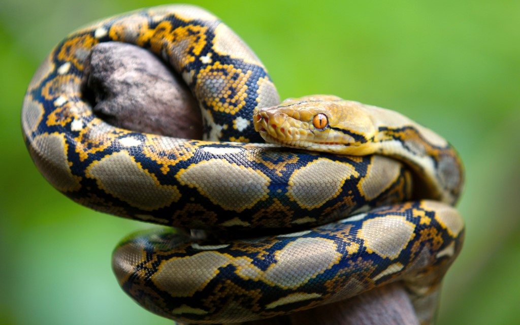 Reticulated Python